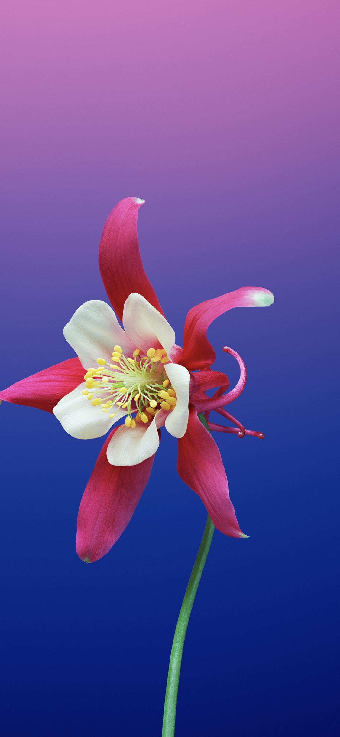 1125x2436 Hoa Hình Nền iPhone Tải Về Hoa Nền [ HD )
