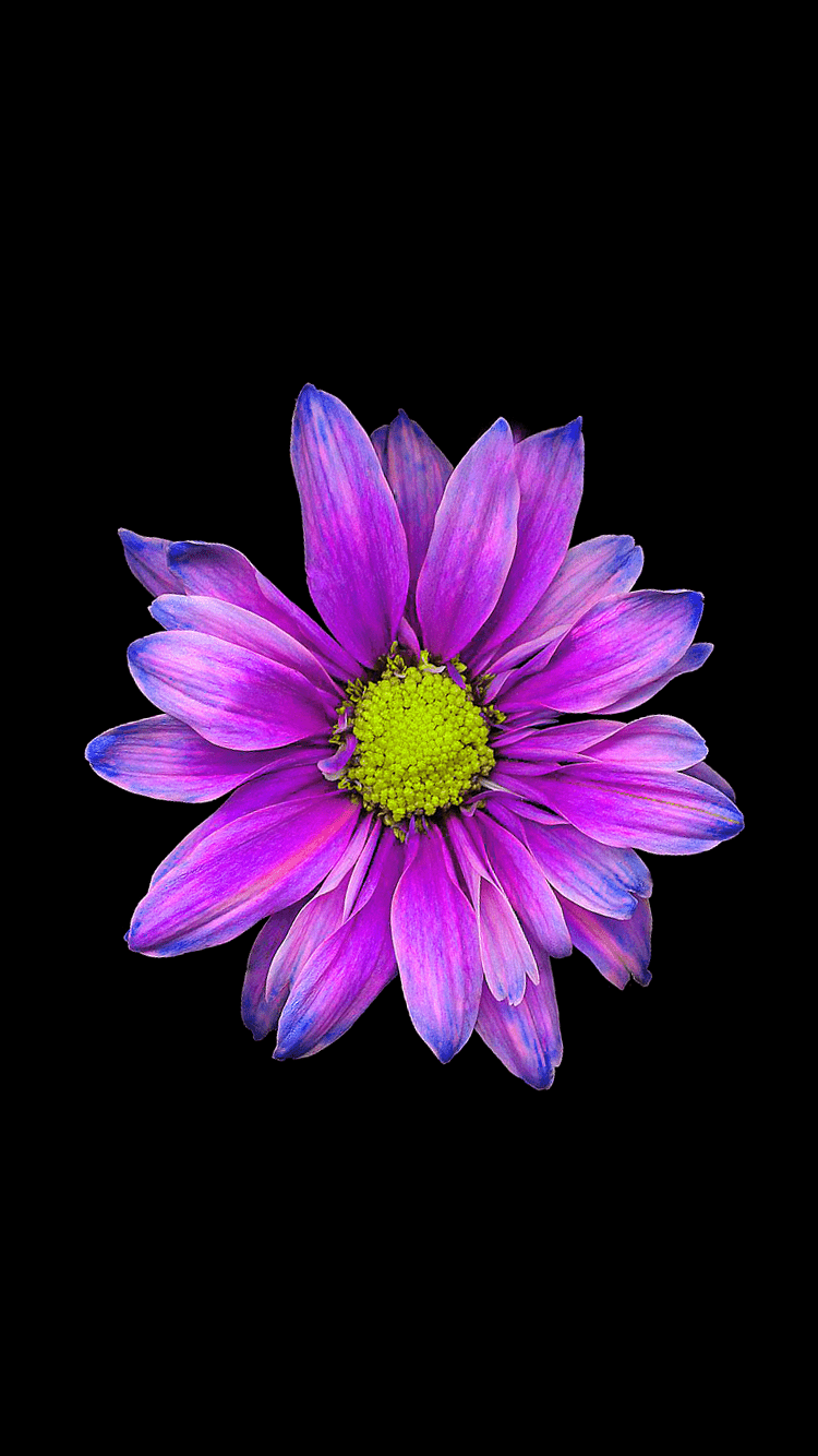 750x1334 Floral Wallpaper IPhone Red Flower Names