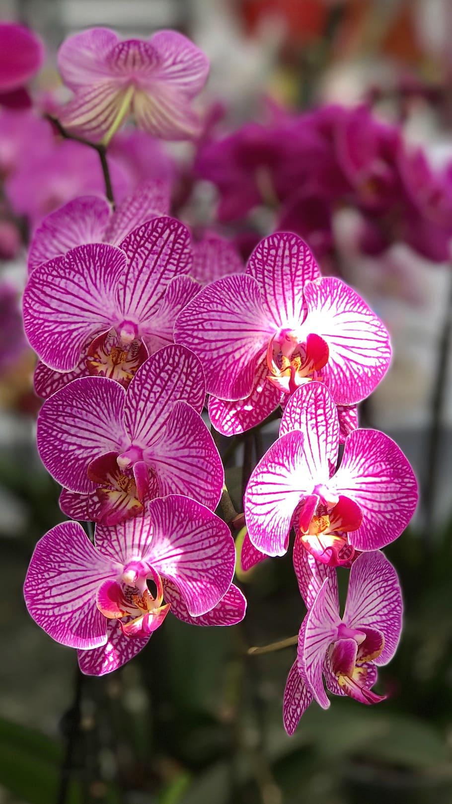 910x1618 HD wallpaper: orchid, flower, iphone, orchids, exotic, violet, flora, nature