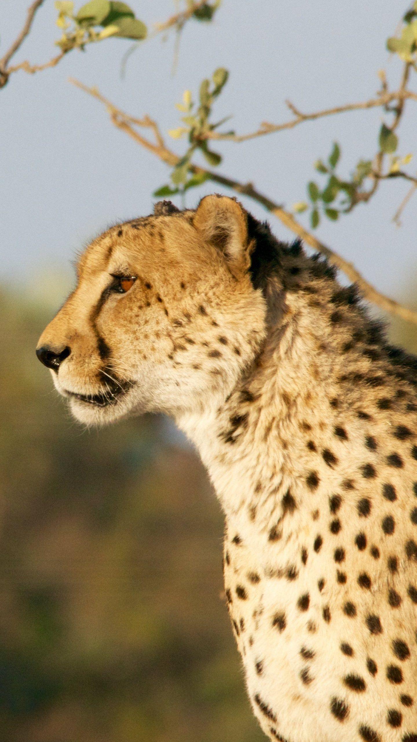 Cheetah Phone Wallpapers - Top Free Cheetah Phone Backgrounds -  WallpaperAccess