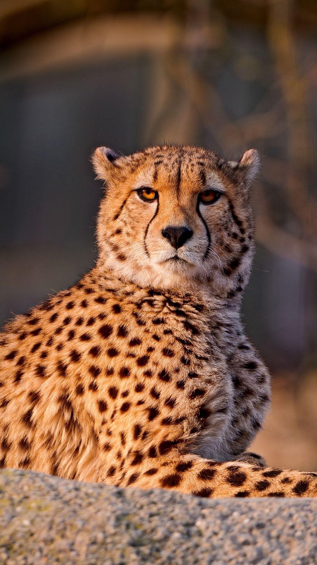 Cheetah Wallpapers  Top 35 Best Cheetah Backgrounds Download