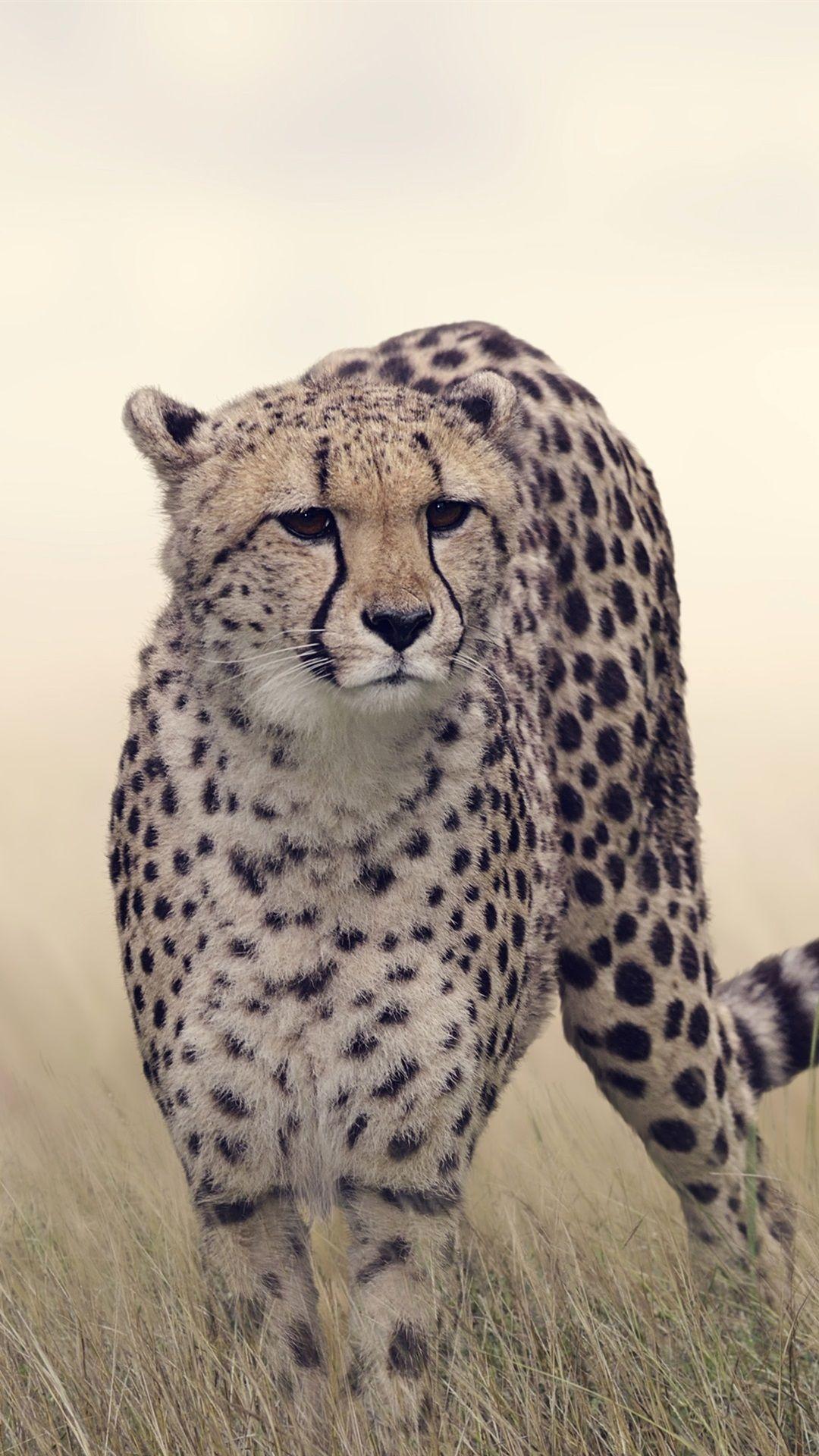 640x960 Guarding cheetah Iphone 4 wallpaper