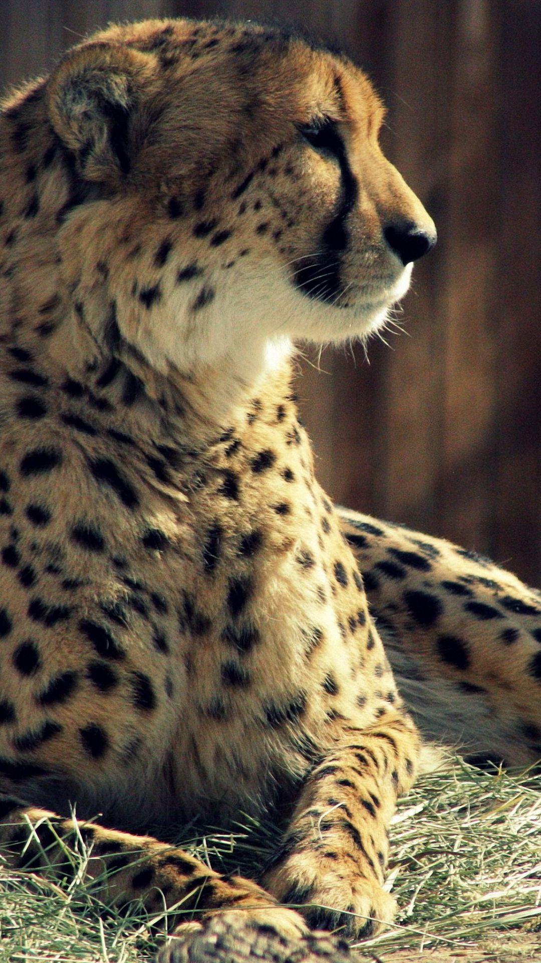 Cheetah Digital Art Background 4K Wallpaper iPhone HD Phone #2270g
