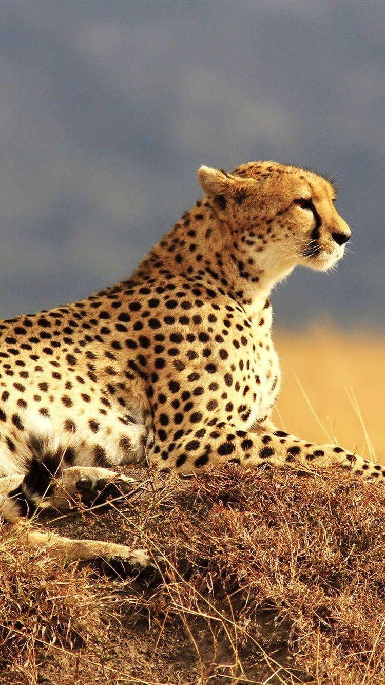 Cheetah iPhone Wallpapers  Top Free Cheetah iPhone Backgrounds   WallpaperAccess