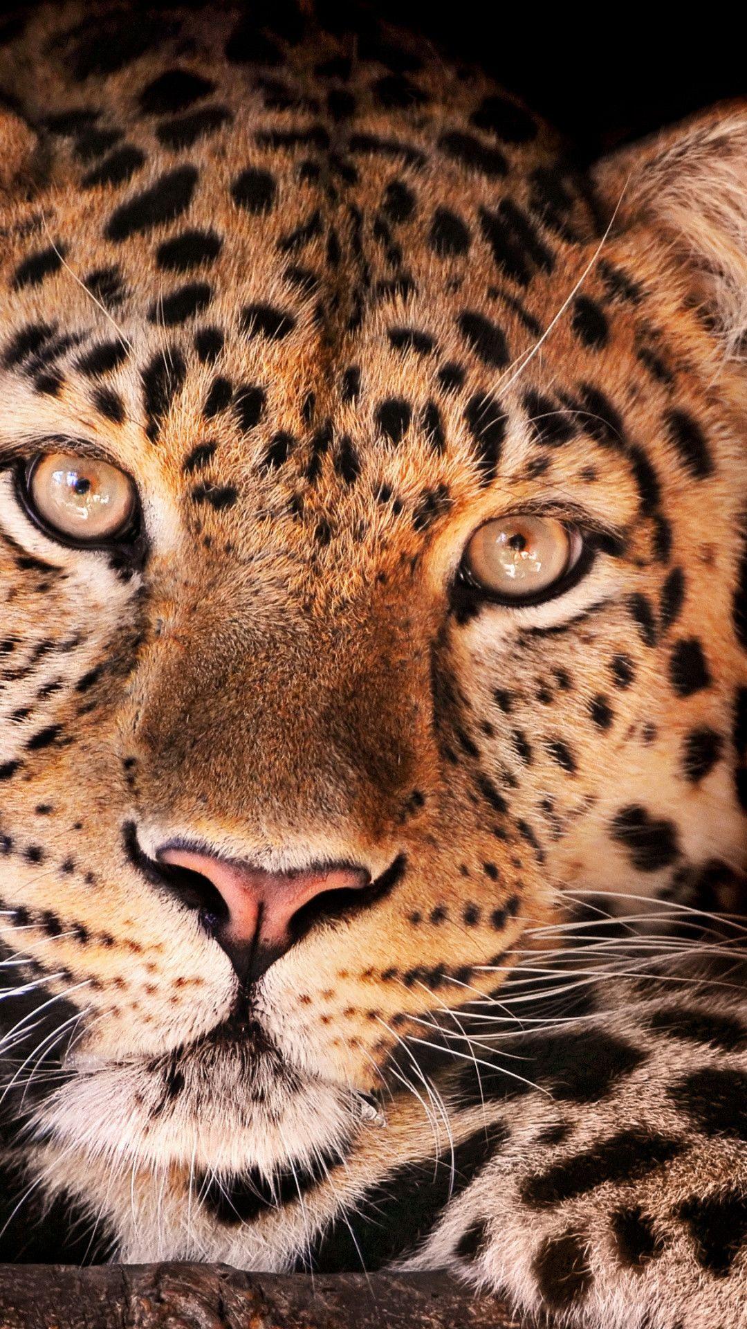 1125x2436 Cheetah Magical Eyes 4k Iphone XSIphone 10Iphone X HD 4k  Wallpapers Images Backgrounds Photos and Pictures