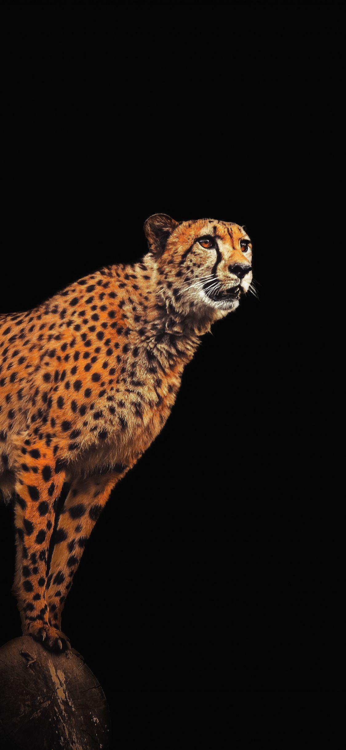 king cheetah wallpaper