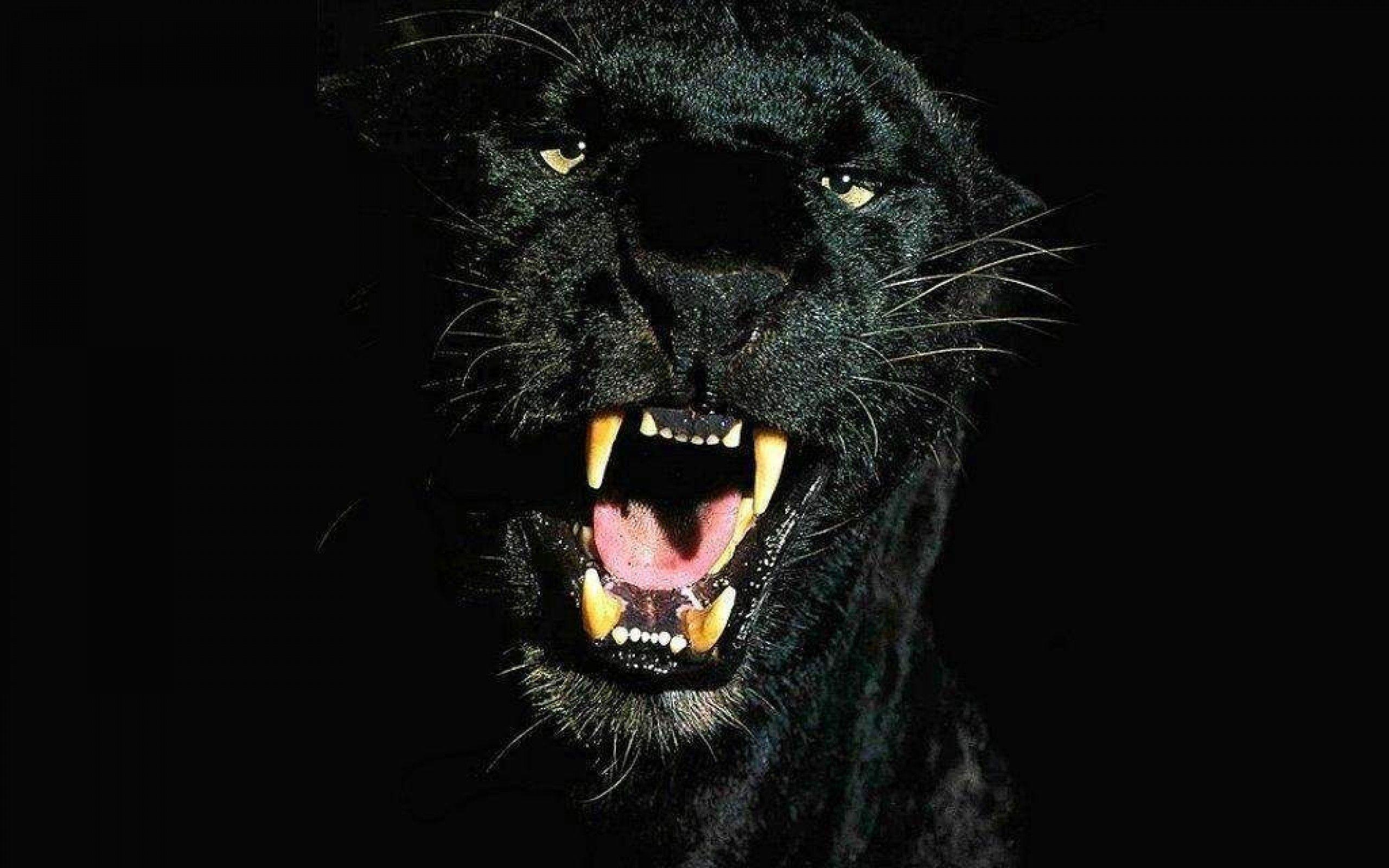 Black Leopard Wallpapers Top Free Black Leopard Backgrounds