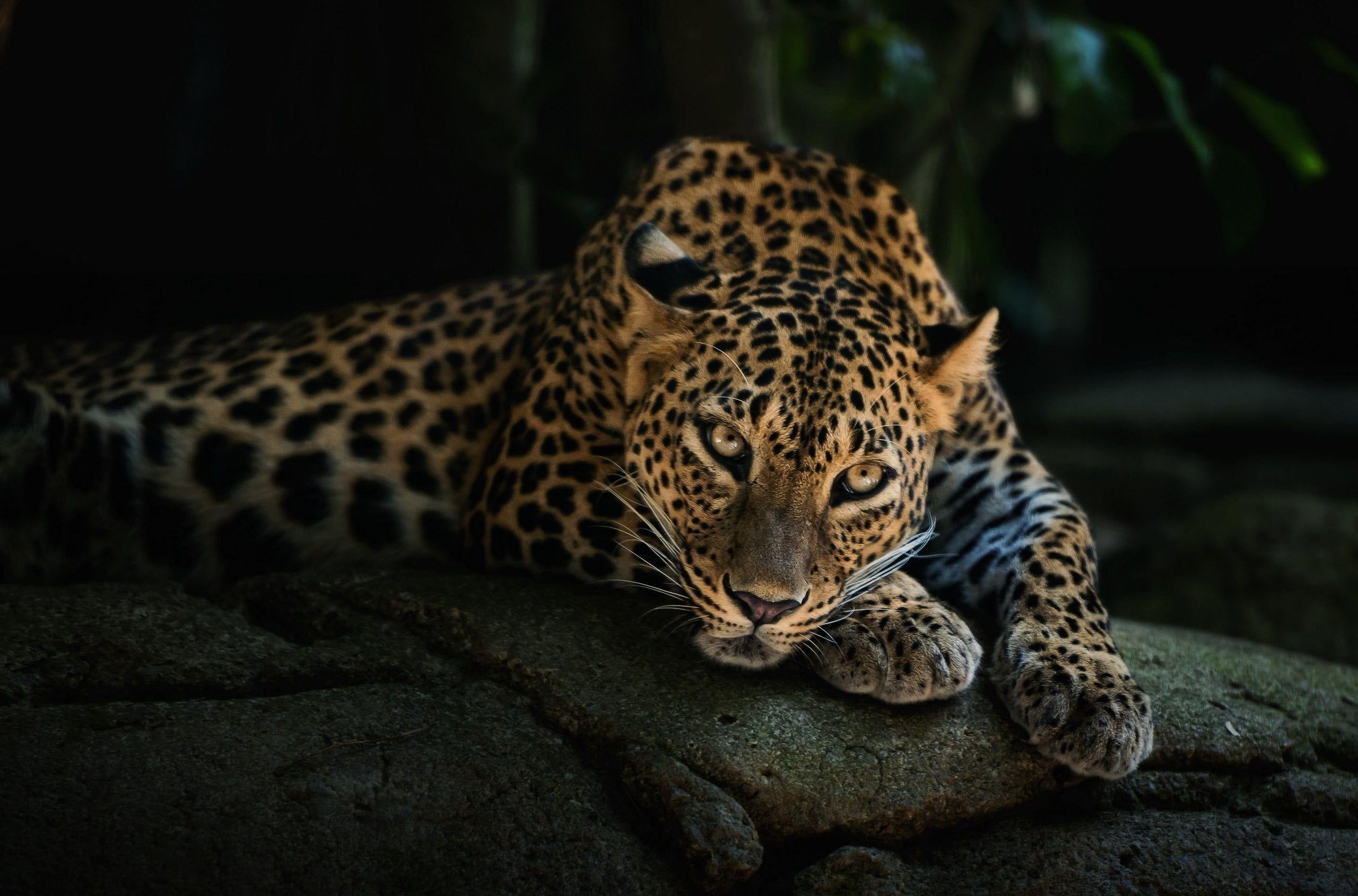 2560x1690 Brown and black leopard, animals, leopard HD wallpaper. Wallpaper