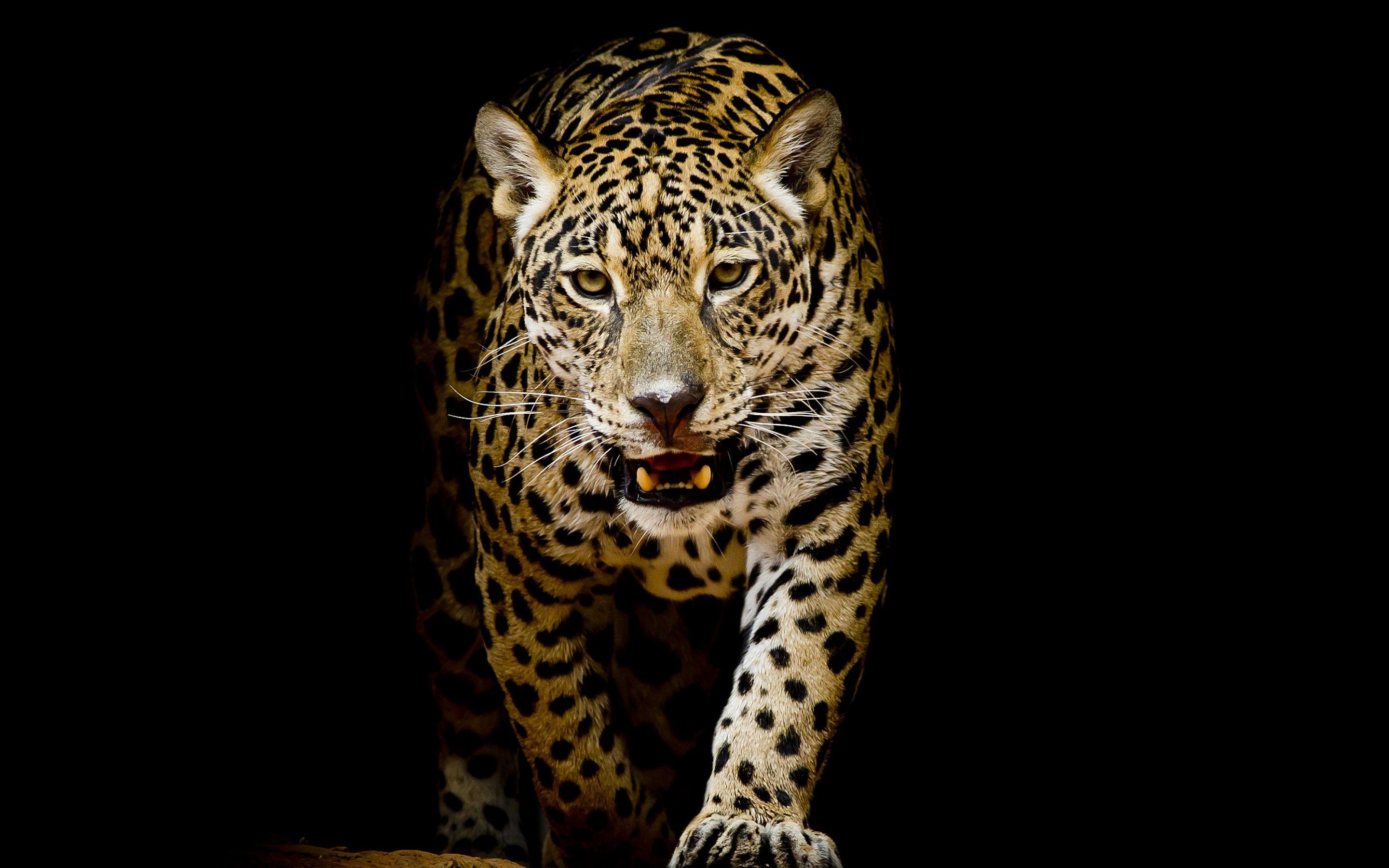 Black Leopard Wallpapers Top Free Black Leopard Backgrounds