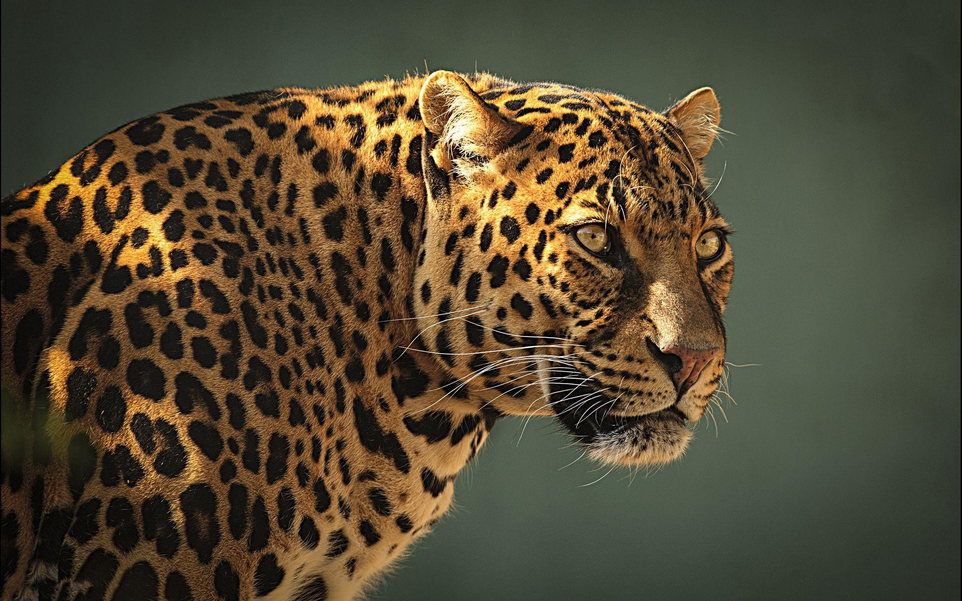 1920x1200 Leopard Wallpaper