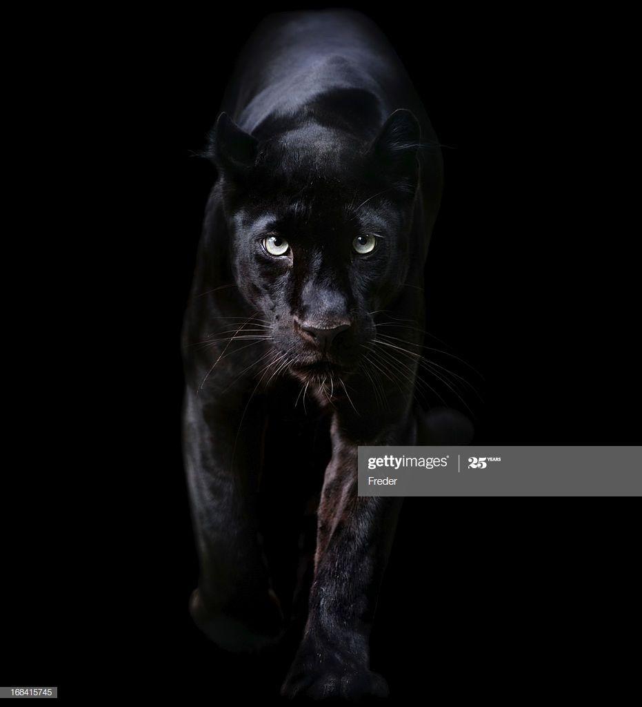 931x1024 Black Leopard Stock Picture, Royalty Free Photo & Image