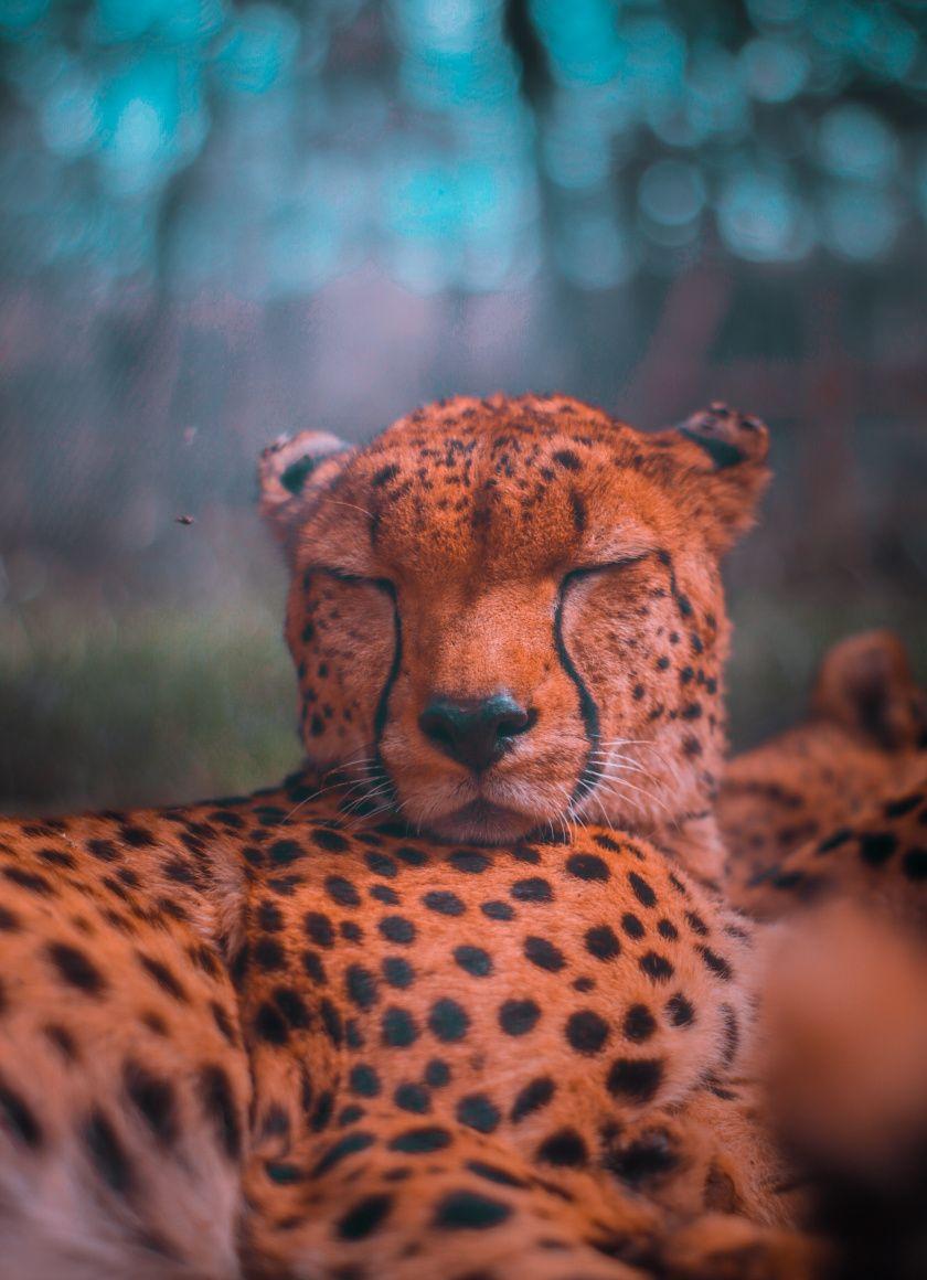 Leopard print iphone HD wallpapers  Pxfuel