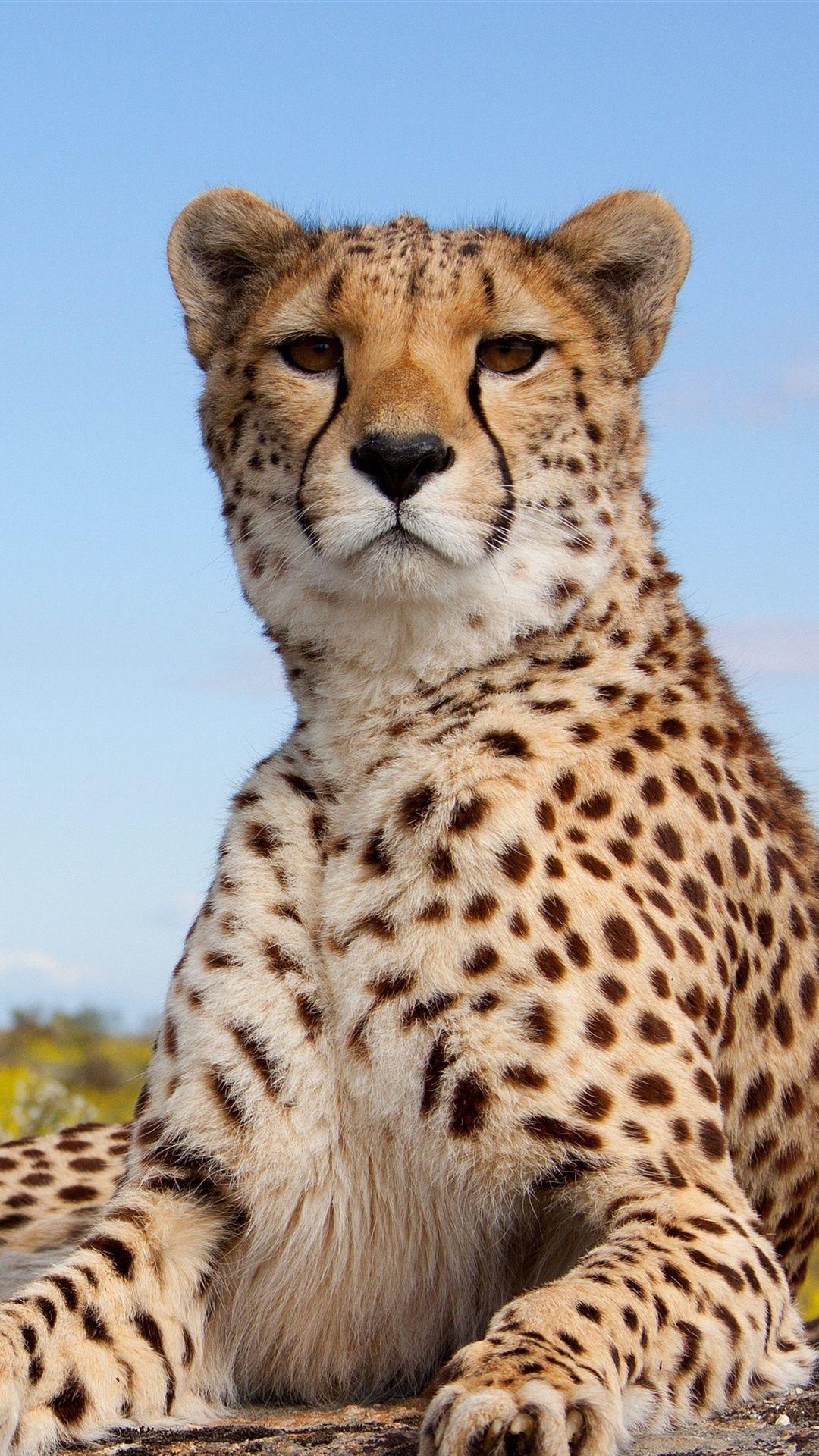 1080x1920 Cheetah, Feline, Pose, Look 1080x1920 IPhone 8 7 6 6S Plus
