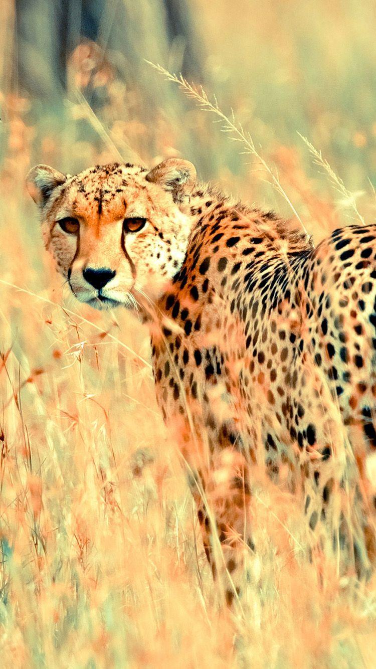 Cheetah iPhone Wallpapers Top Free Cheetah iPhone Backgrounds