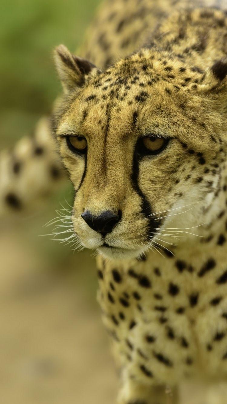 750x1334 Cheetah iPhone Wallpaper, Picture