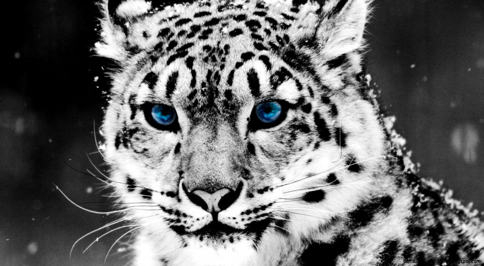 1545x850 Awesome Leopard Wallpaper. Awesome