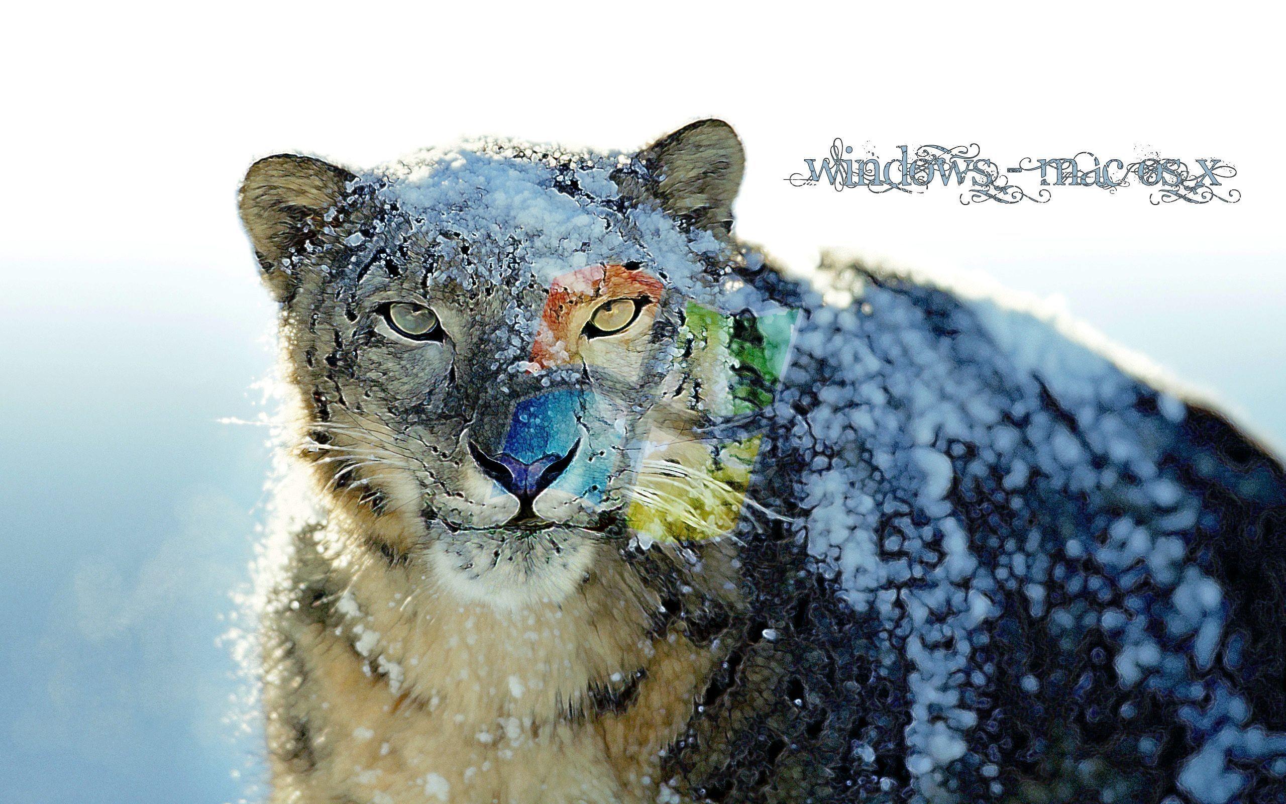 2560x1600 Pin Snow Leopard Clipart HD Wallpaper Snow Leopard