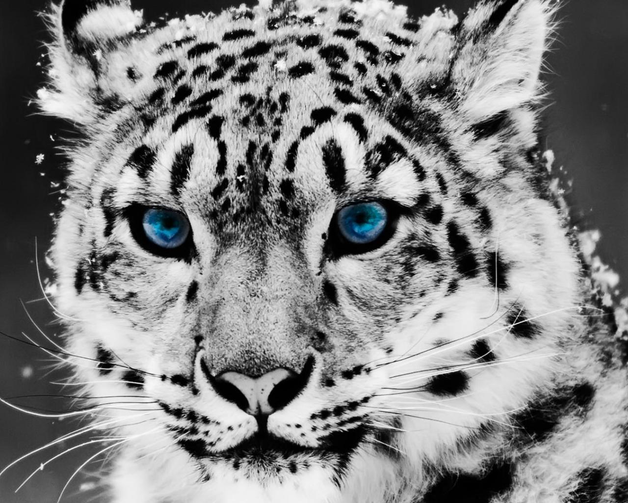 1280x1024 Snow Leopard Wallpaper Blue Eyes Leopard