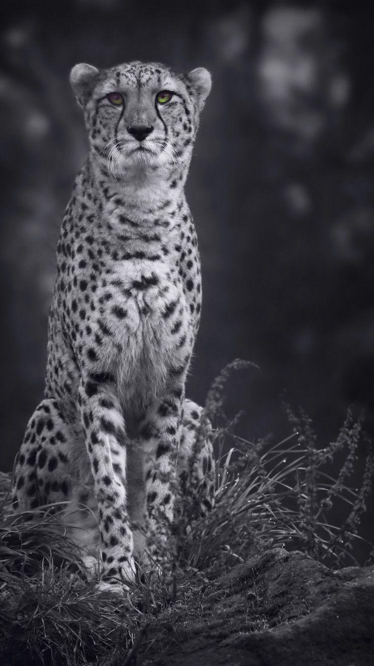 750x1334 Cheetah Monochrome 4k iPhone iPhone 6S, iPhone 7 HD 4k
