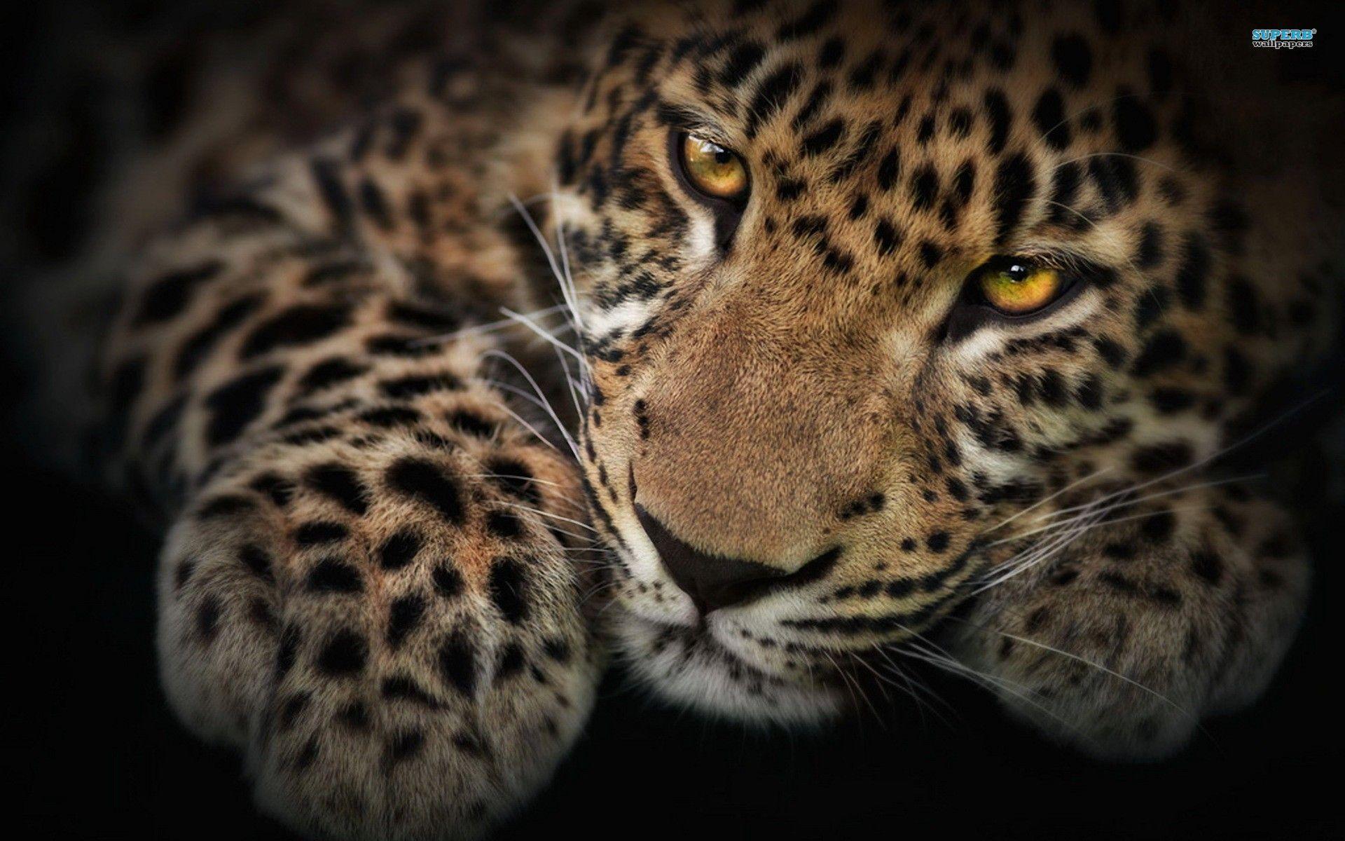 1920x1200 Leopard Wallpaper. Colorful Leopard