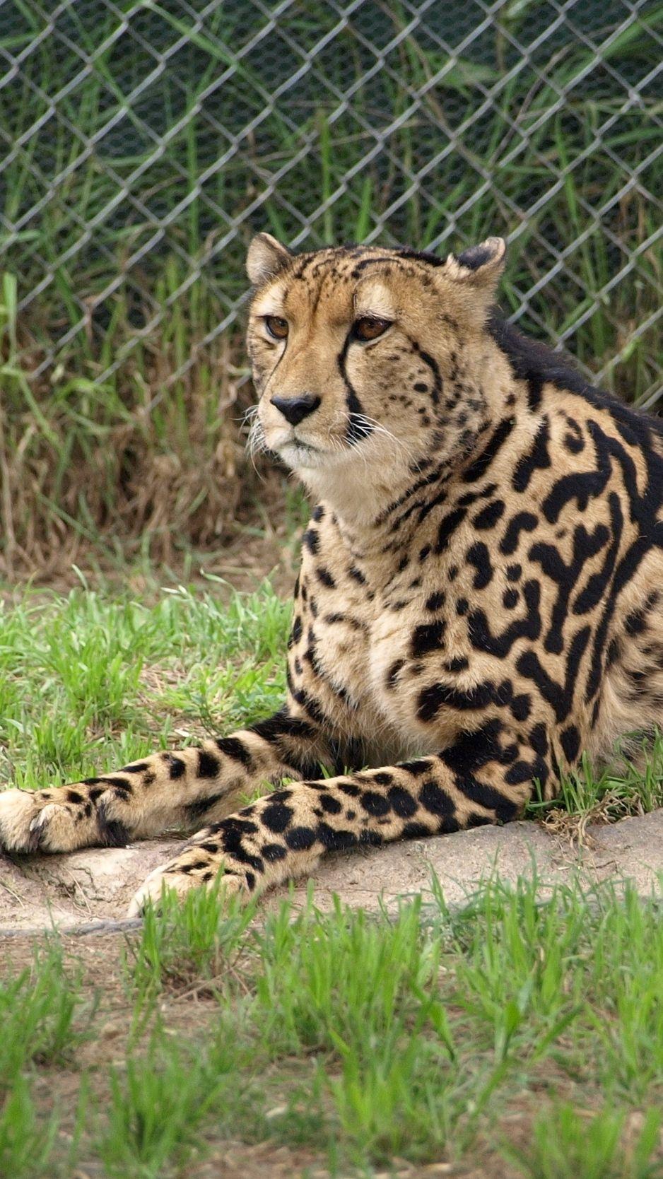 938x1668 Download wallpaper 938x1668 king cheetah, color, predator, lying