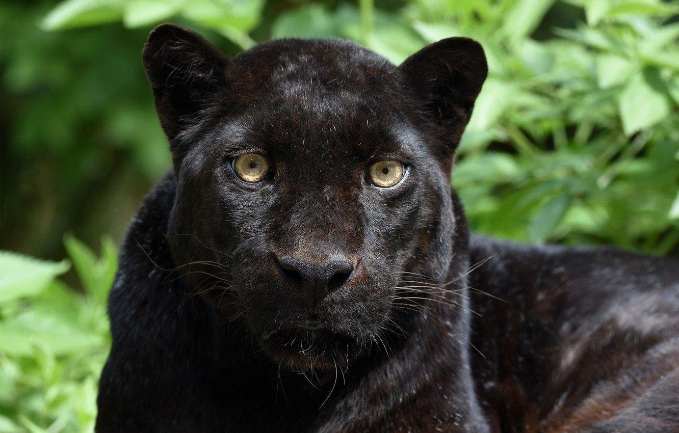 1332x850 Wallpaper face, portrait, predator, Panther, wild cat, black