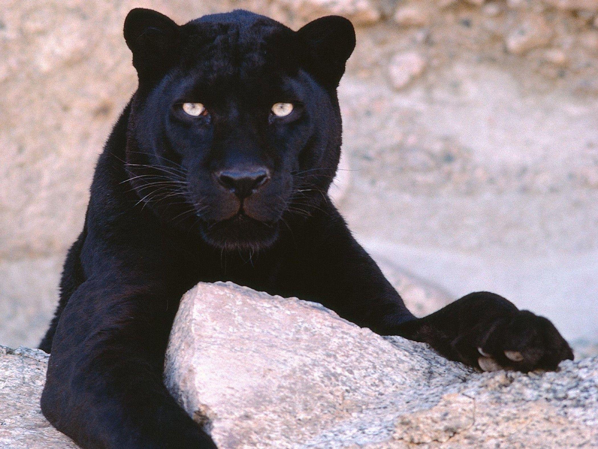 2100x1575 Black Panther Leopard Wallpaper Free HD Downloads