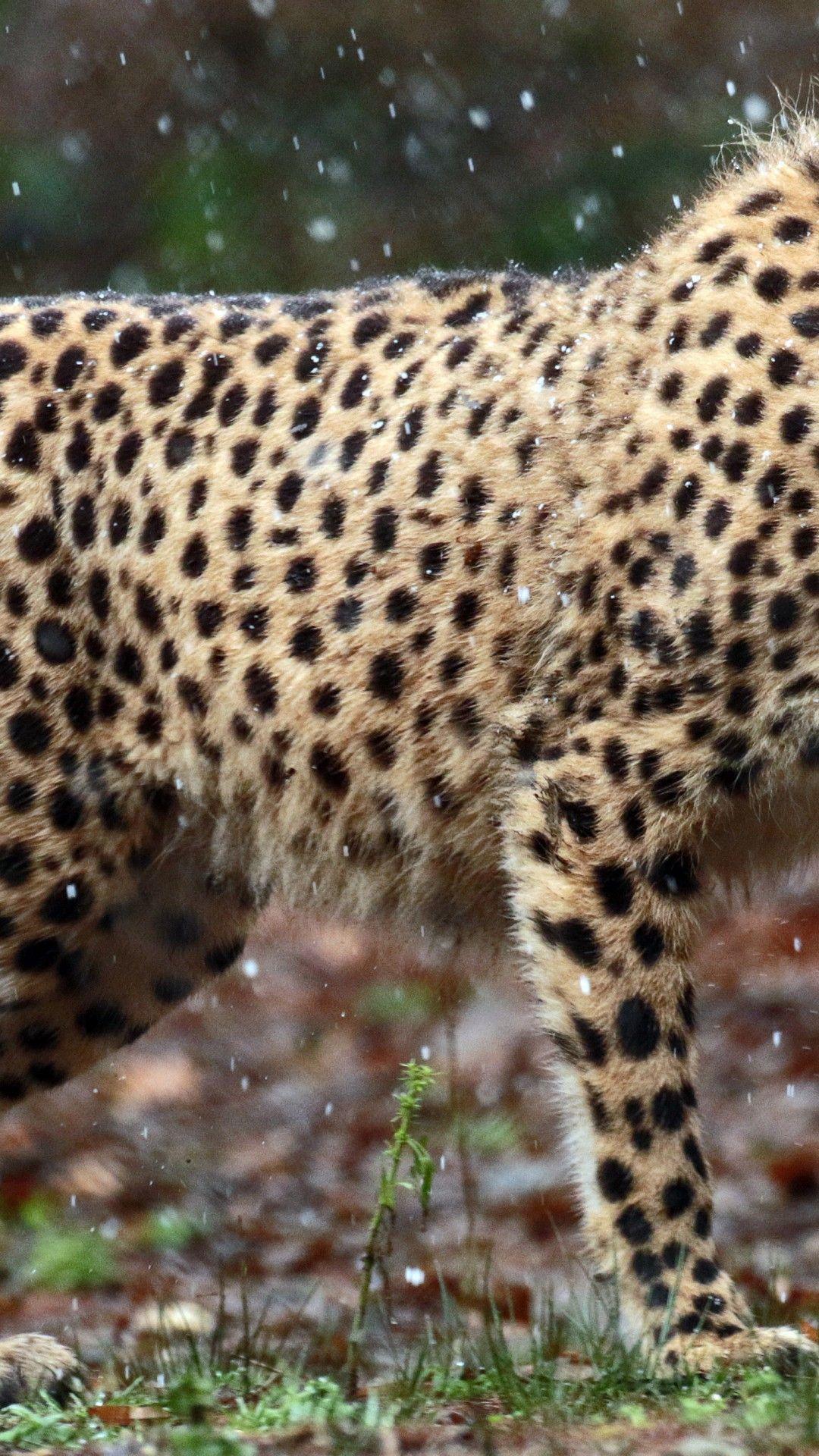 1080x1920 HD Cheetah Wallpaper Free Download for Phone and Desktop iPhone 6