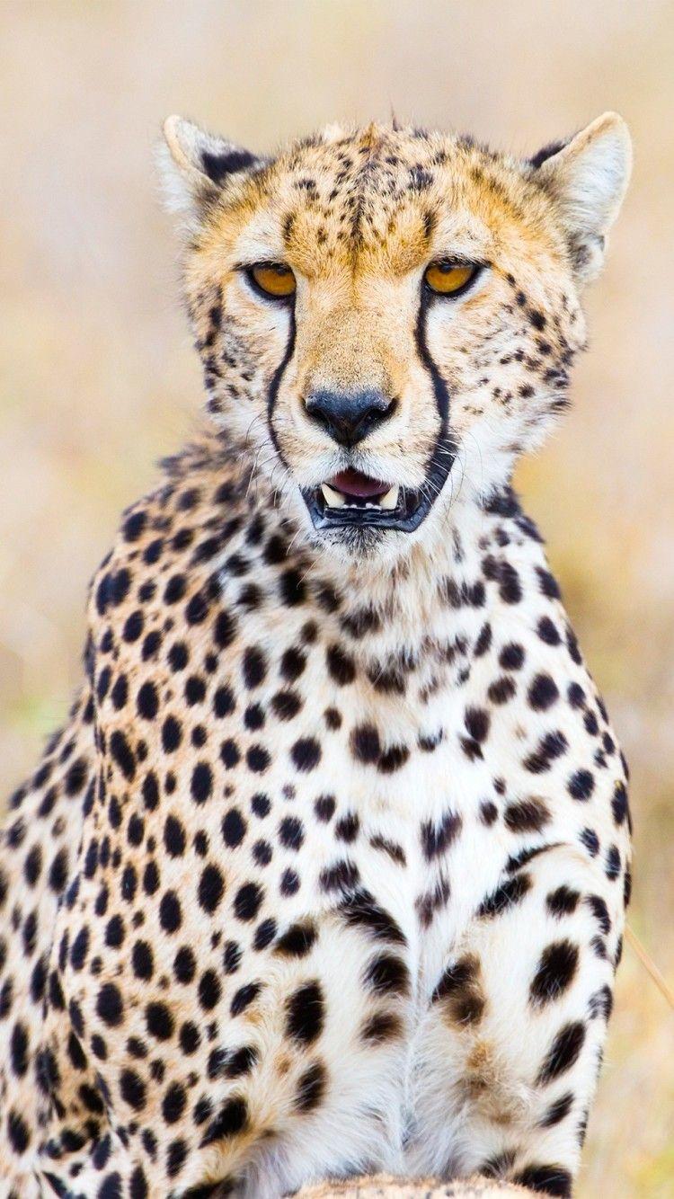 Cheetah iPhone Wallpapers - Top Free Cheetah iPhone Backgrounds