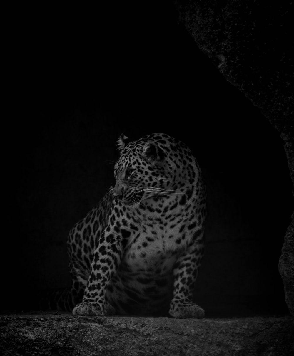 1000x1212 Black Jaguar Picture. Download Free Image
