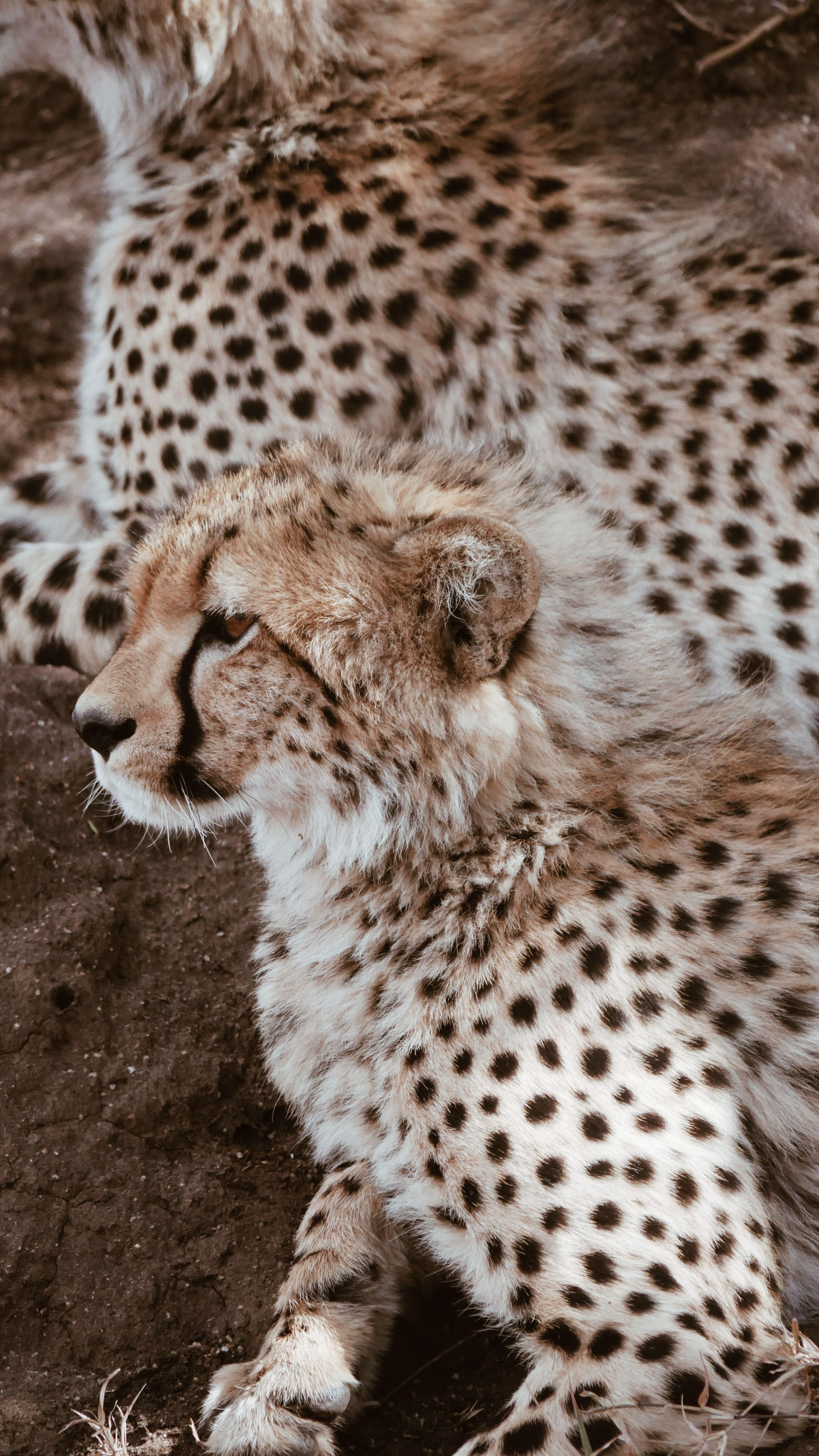 Cheetah iPhone Wallpapers - Top Free Cheetah iPhone Backgrounds