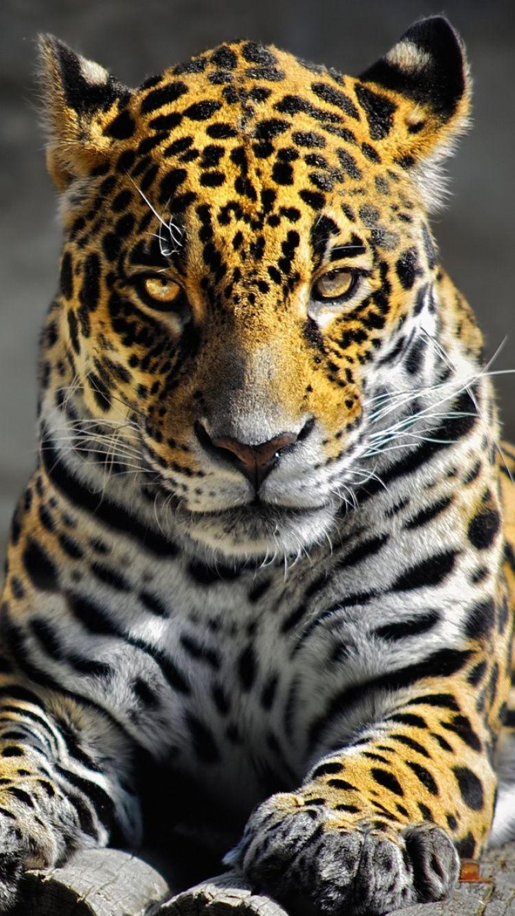 750x1334 Cheetah Background For IPhone (13 Wallpaper)