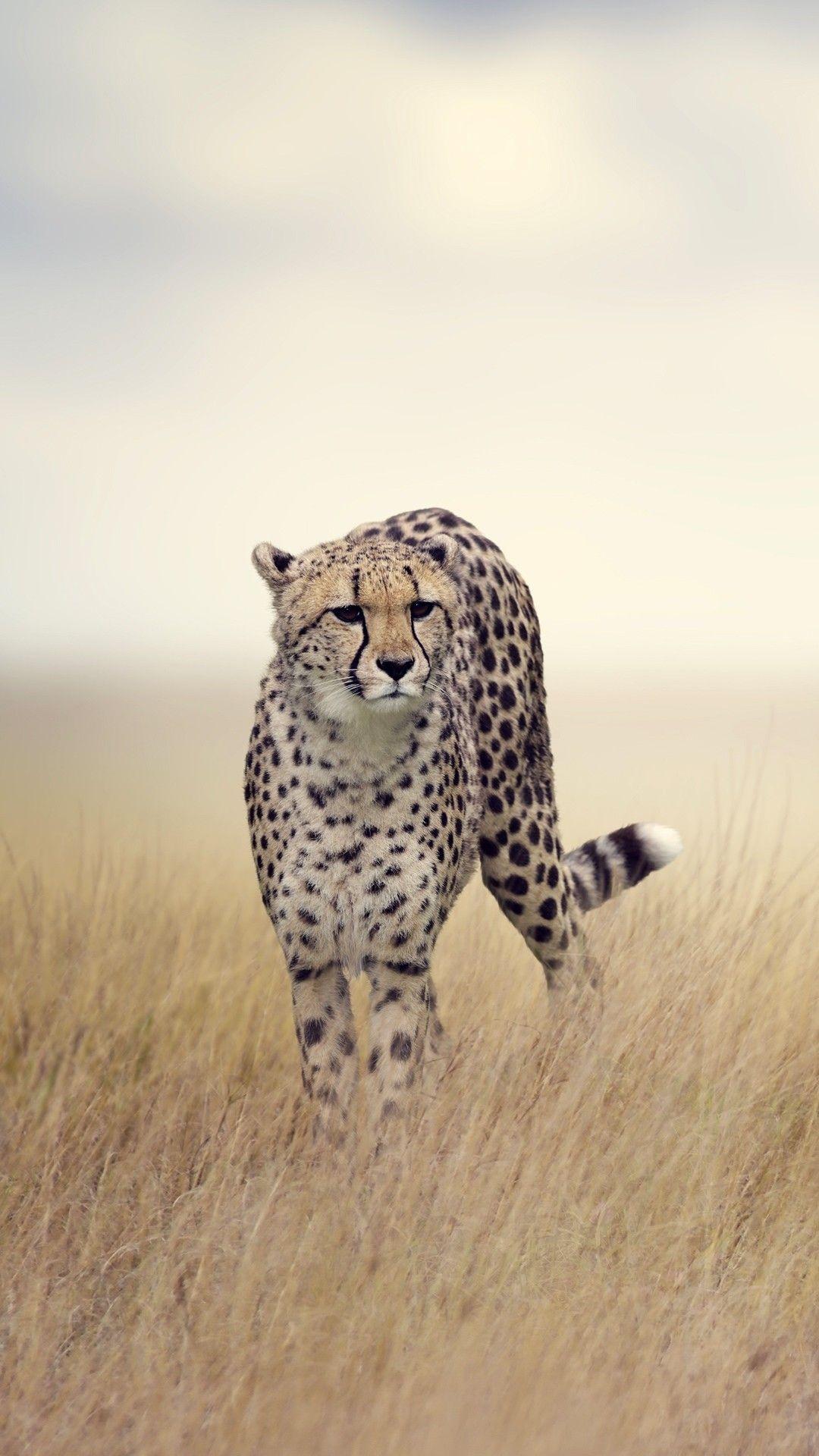 Cheetah iPhone Wallpapers - Top Free Cheetah iPhone Backgrounds