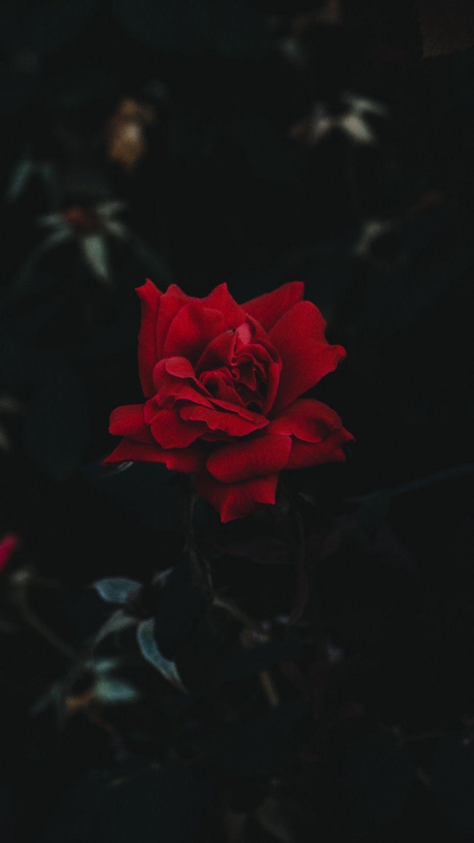 Hình nền iPhone 938x1668.  Cây có hoa, Hoa hồng vườn, Màu đỏ, Hoa, Cánh hoa, Màu đen