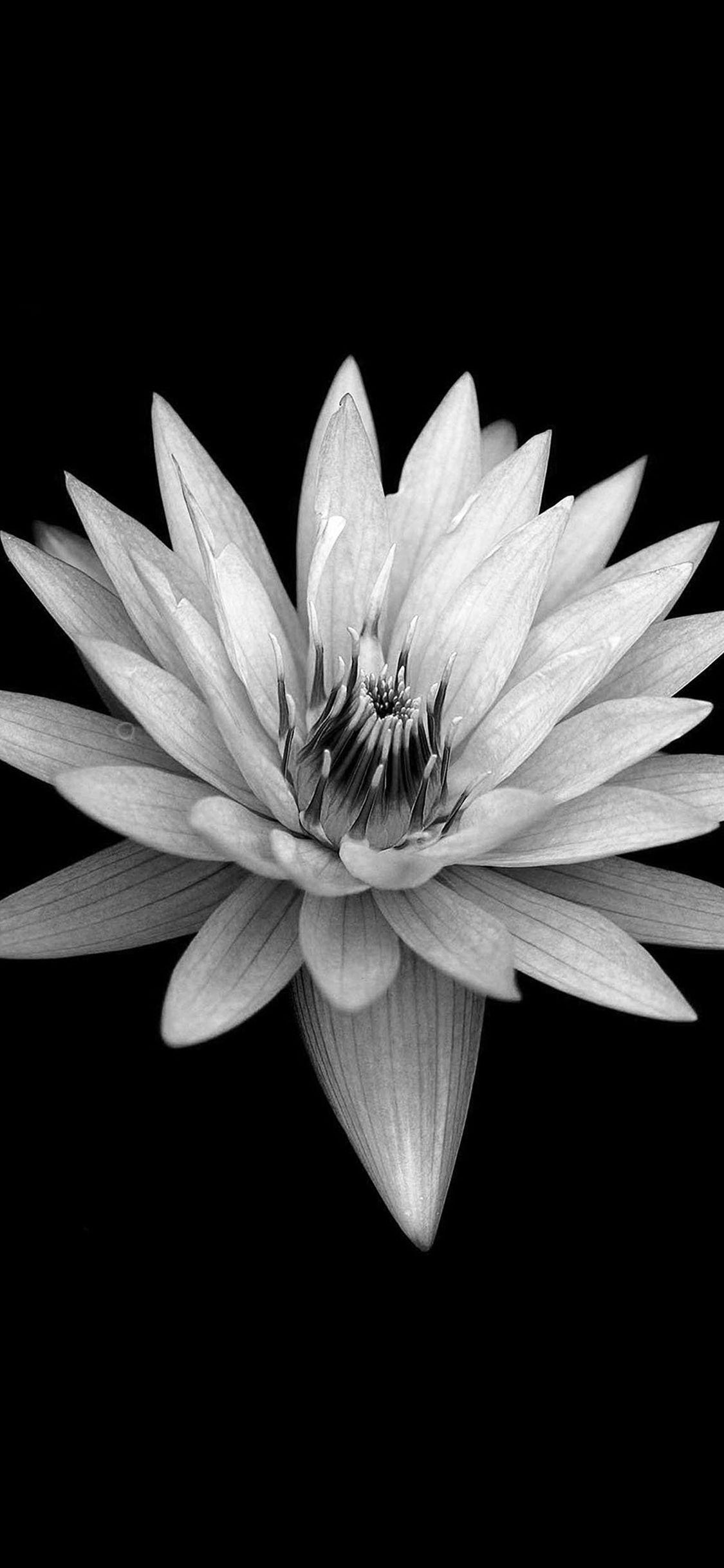 1125x2436 Dark Flower Black Background iPhone Wallpaper Free Download
