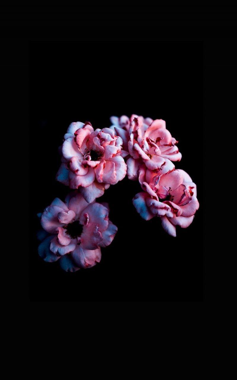 800x1280 Free download Dark Floral iPhone Wallpaper Top Dark Floral iPhone [1000x1778] for your Desktop, Mobile & Tablet. Explore Pink And Black Flower Wallpaper. Black and Pink Flower Wallpaper, Pink