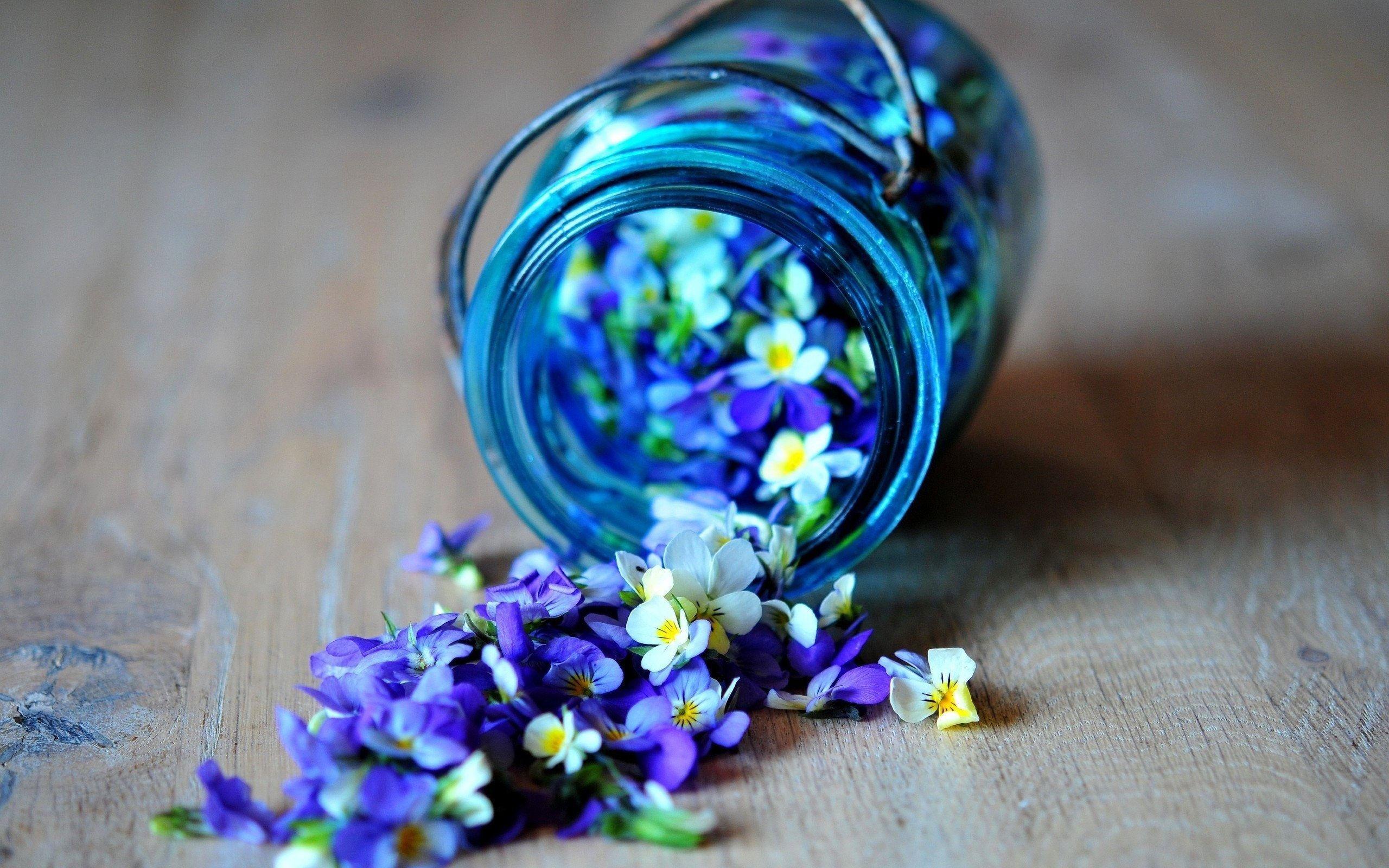 2560x1600 Blue Flower Wallpaper