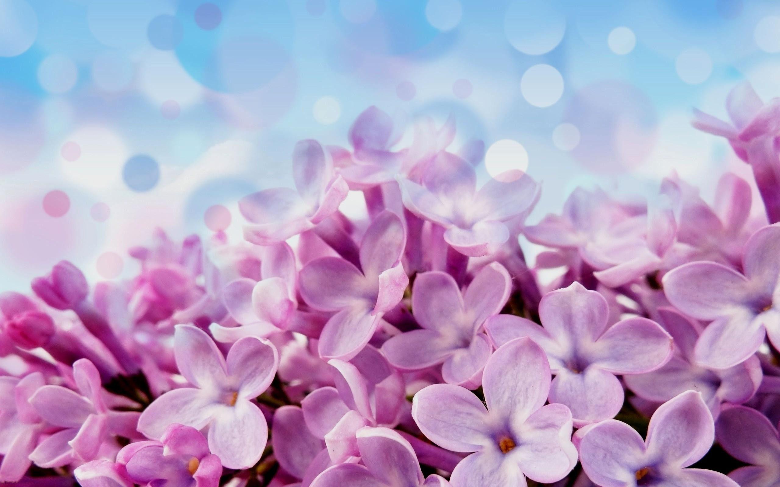 Blue and Purple Flowers Wallpapers - Top Free Blue and Purple Flowers ...