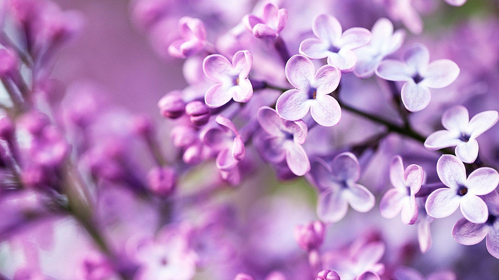 1920x1080 Flower Background Tumblr. Spring flowers wallpaper, Purple
