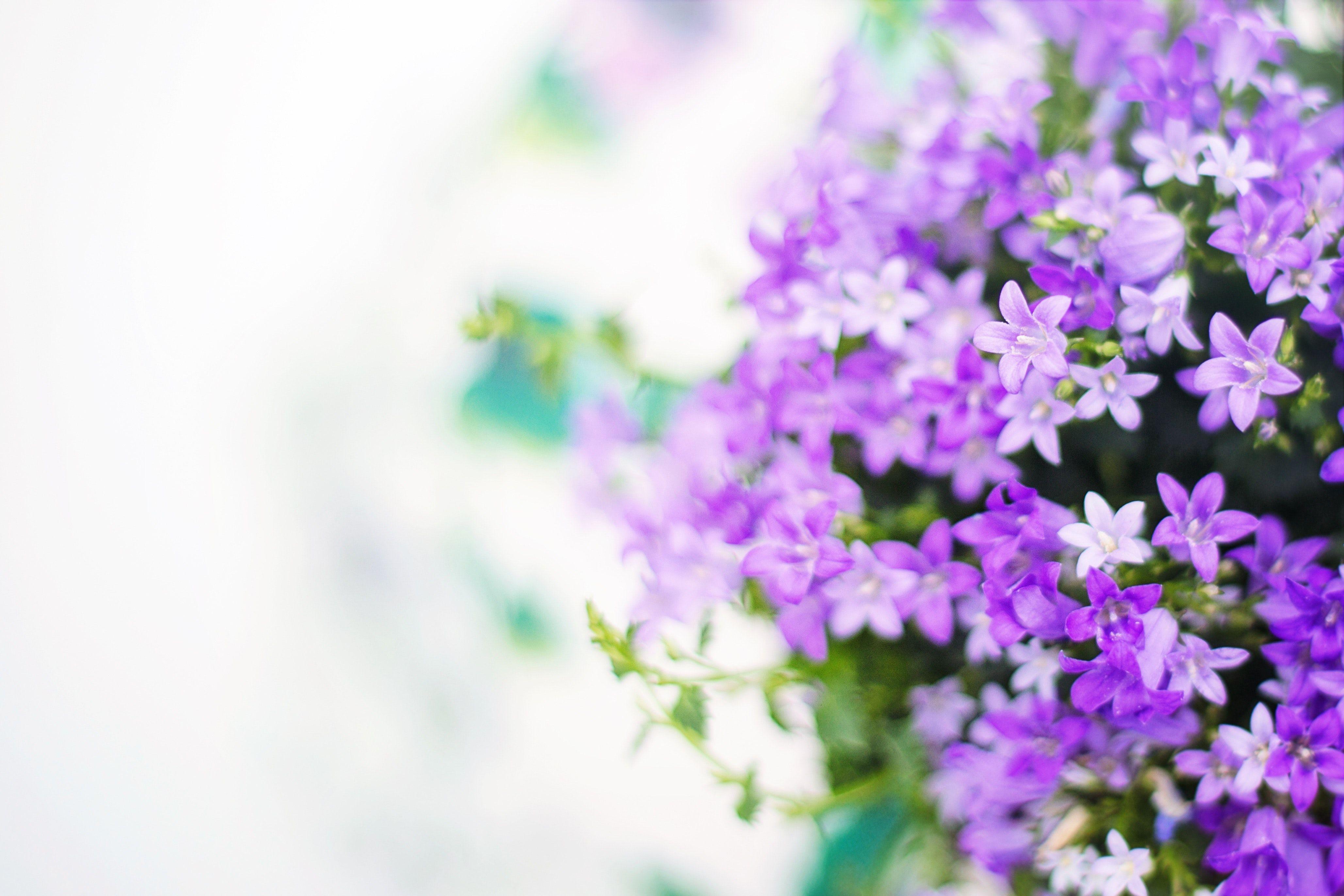 4114x2743 Selective Focus Photo of White and Purple Flowers · Free