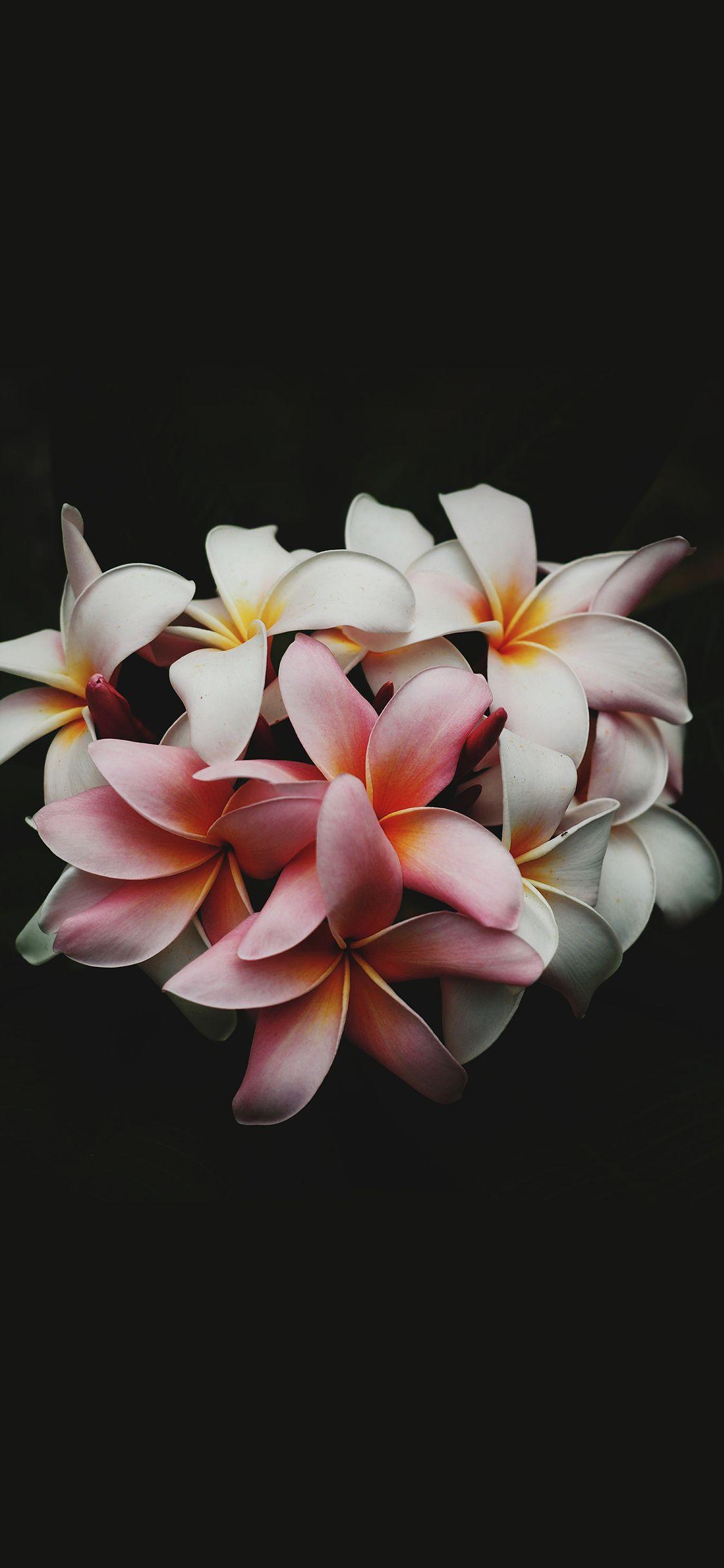 1125x2436 Flower Dark Nature