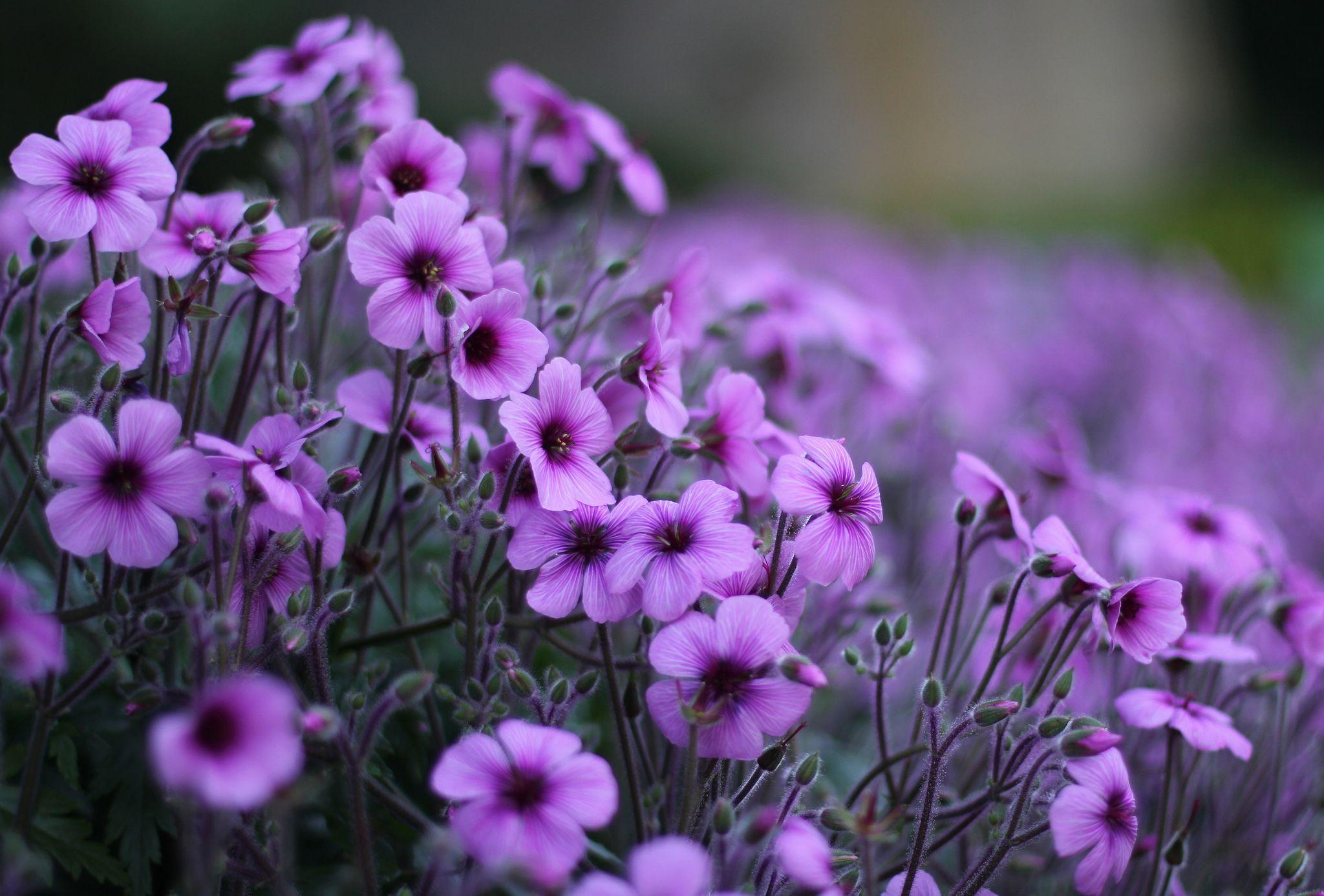 2048x1387 Free download Violet Flowers HD Wallpaper [2048x1387]
