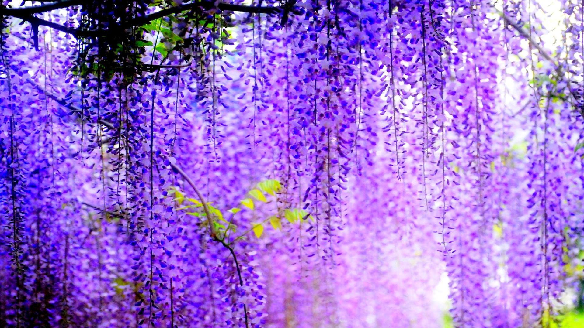 1920x1080 Free download Purple Flower HD Wallpaper [1920x1080]