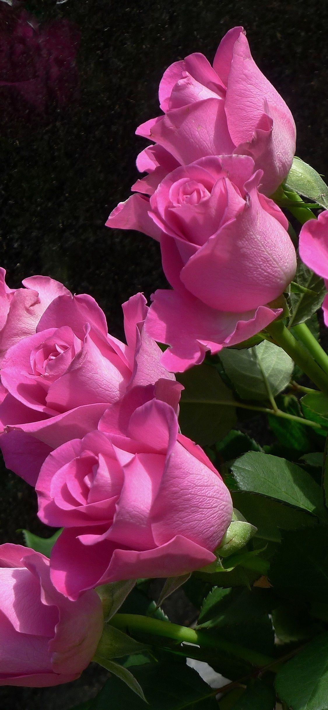 1125x2436 iPhone Wallpaper Pink Roses, Flowers, Black Background