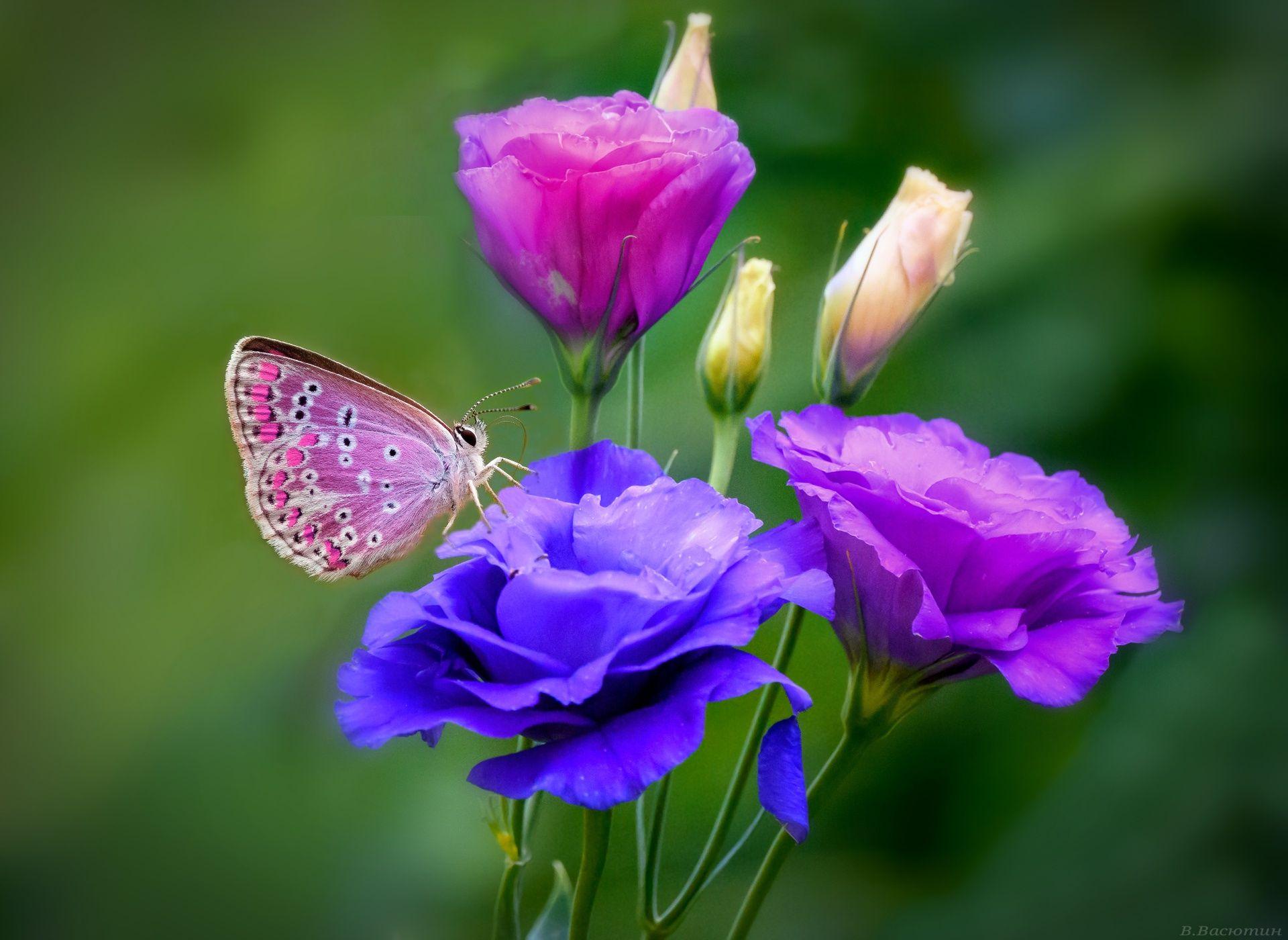 1920x1400 Animal Butterfly Flower Macro Blue Flower Purple Flower HD
