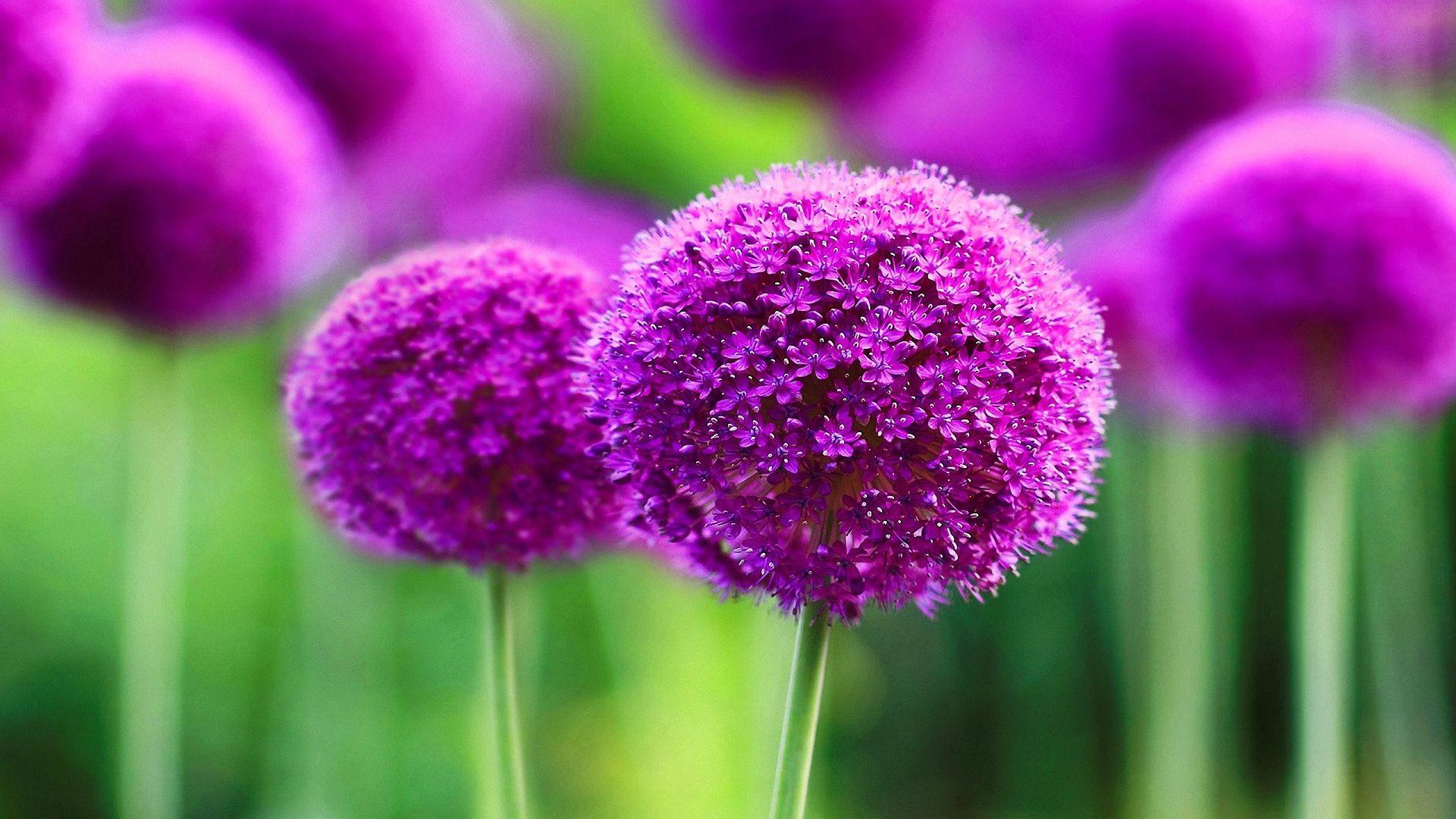 1920x1080 Purple Flower Wallpaper