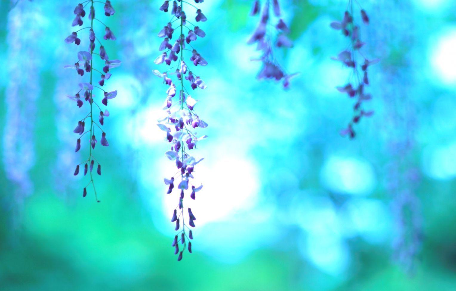 Blue and Purple Flowers Wallpapers Top Free Blue and Purple Flowers