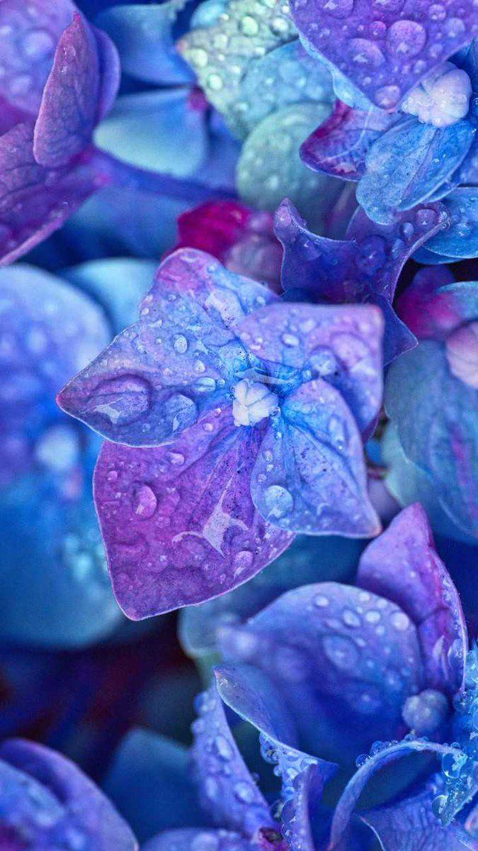 675x1200 QHD Wallpaper