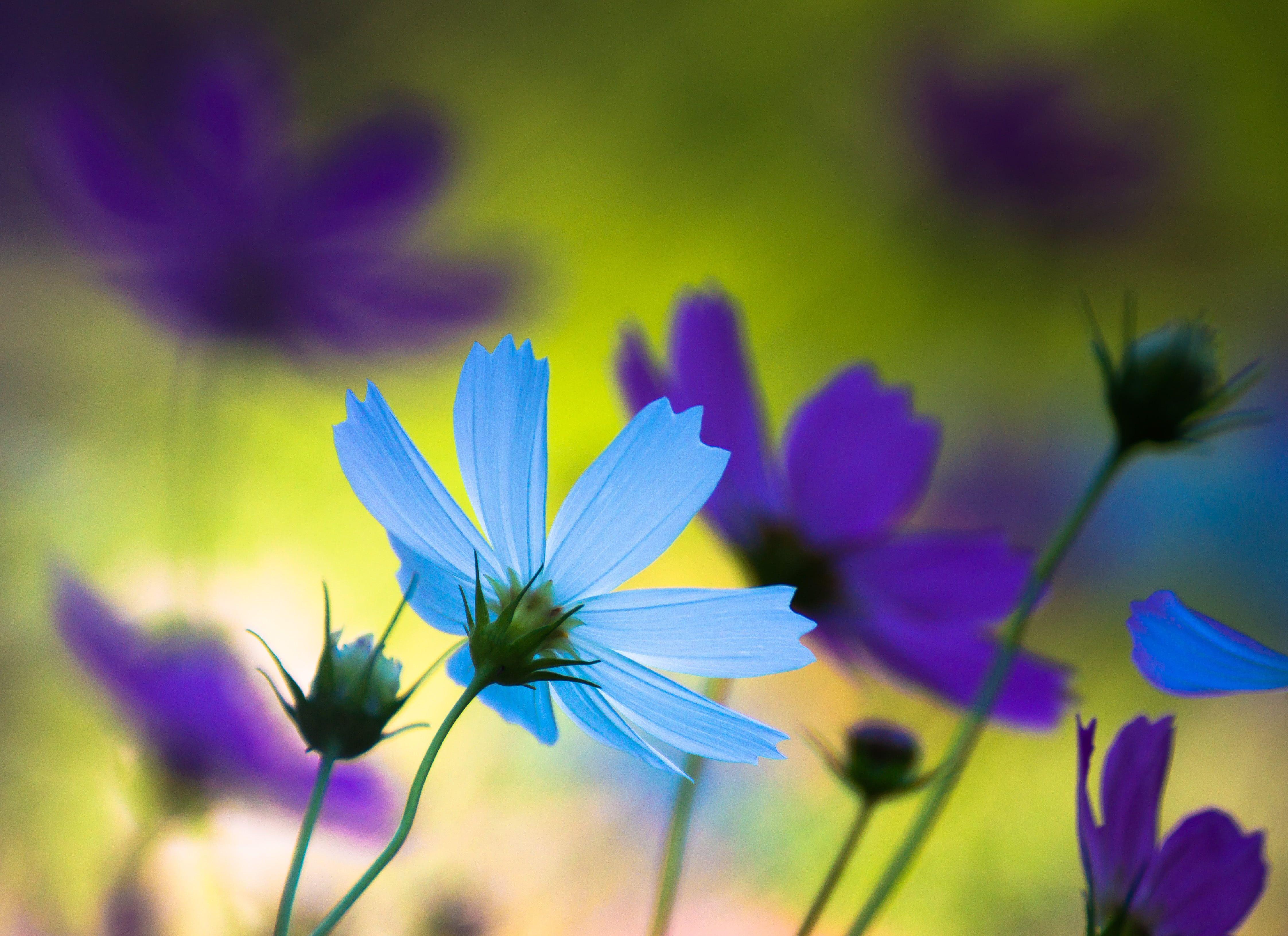 Blue and Purple Flowers Wallpapers Top Free Blue and Purple Flowers