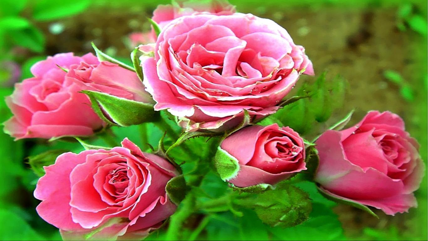Hình nền động 1366x768 3D Rose Miễn phí - Hình ảnh hoa tình yêu HD - HD